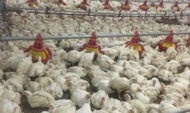 SHAJAPUR: पोल्ट्री फॉर्म की बदबू ने किया बेहाल, व्यापार करना हुआ मुश्किल