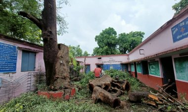 छंटनी के नाम पर उजाड़ दी हरियाली, काट दिया पेड़