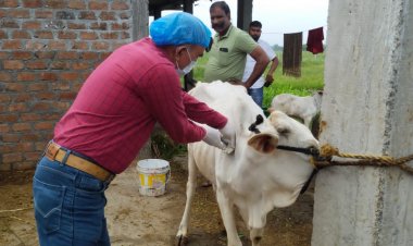 लंपी वायरस: शाजापुर में शुरू हुआ बचाव, पशुओं को लगा रहे टीका