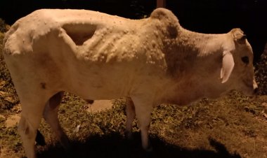 शाजापुर में भी आ गया लंपी, गाय का दूध पीने से पहले बरतें यह सावधानी