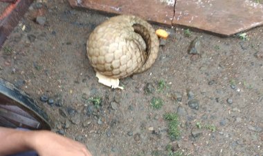 शाजापुर में मिला दुर्लभ प्रजाति का पैंगोलीन