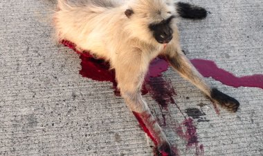 अज्ञात वाहन की टक्कर से बंदर घायल, डायल 112 ने पहुंचाया पशु चिकित्सालय