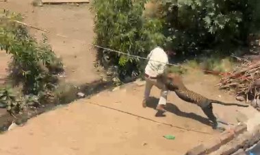 गांव में तेंदुआ का आतंक एक महिला सहित चार लोग ओर एक वनकर्मी घायल