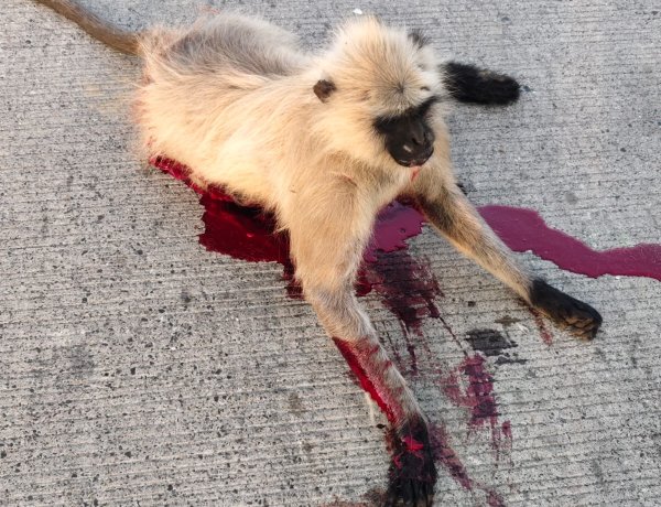 अज्ञात वाहन की टक्कर से बंदर घायल, डायल 112 ने पहुंचाया पशु चिकित्सालय