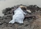 लखुंदर नदी में समा गया युवक, 12 घंटे चला सर्च ऑपरेशन